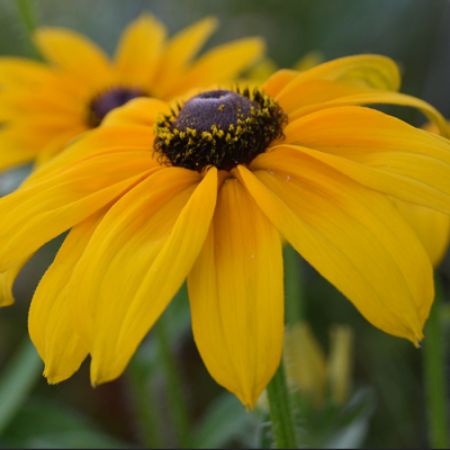 Picture for category Rudbeckia (Black Eyed Susan)