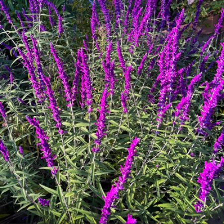 Picture for category Salvia (Meadow Sage)