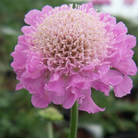 Picture for category Scabiosa (Pincushion Flower)