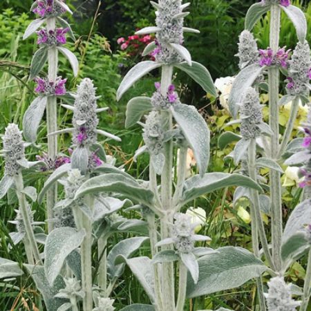 Picture for category Stachys (Lamb's Ear)