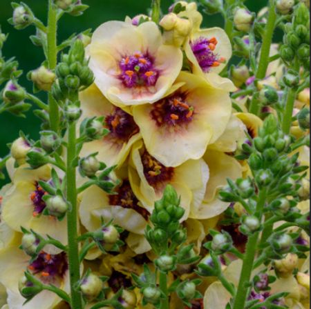 Picture for category Verbascum (Mullein)