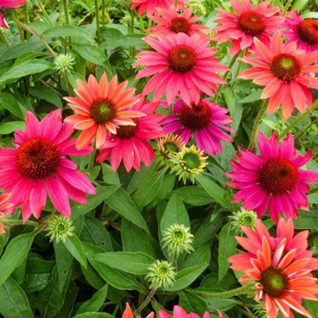 Picture for category Low Maintenance Perennial Plants