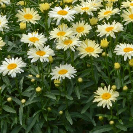 Picture for category Part Sun Perennial Plants