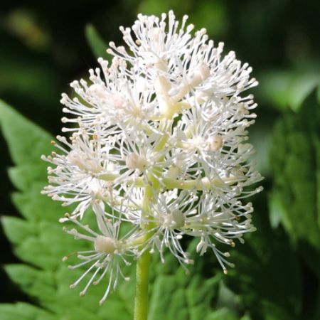 Picture for category Actaea (Baneberry)