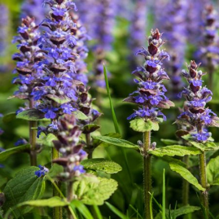 Picture for category Ajuga (Bugleweed)