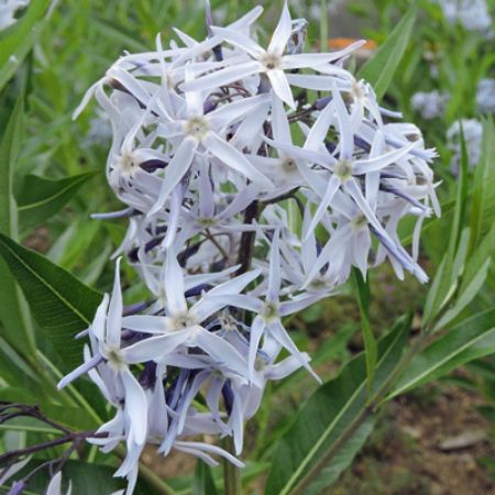 Picture for category Amsonia (Blue Star)