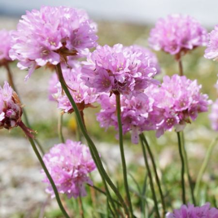 Picture for category Armeria (Sea Thrift)