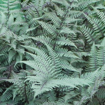 Picture for category Athyrium (Lady Fern)