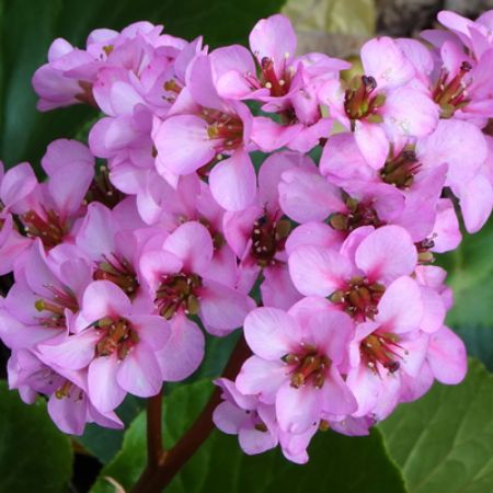 Picture for category Bergenia (Pigsqueak)