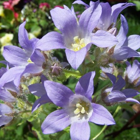 Picture for category Campanula (Bellflower)