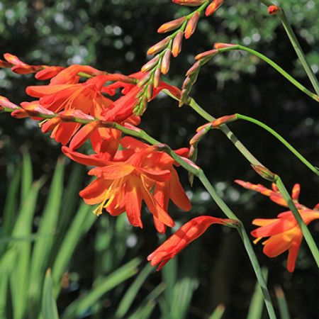 Picture for category Crocosmia (Coppertips)