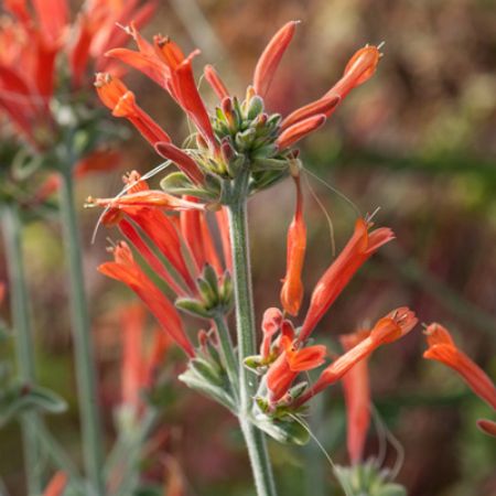 Picture for category Dicliptera (Uruguayan Firecracker)