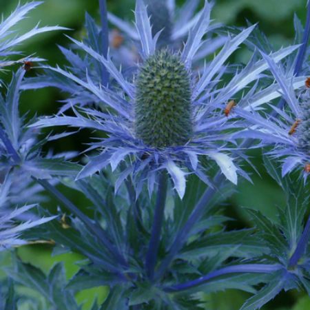 Picture for category Eryngium (Sea Holly)