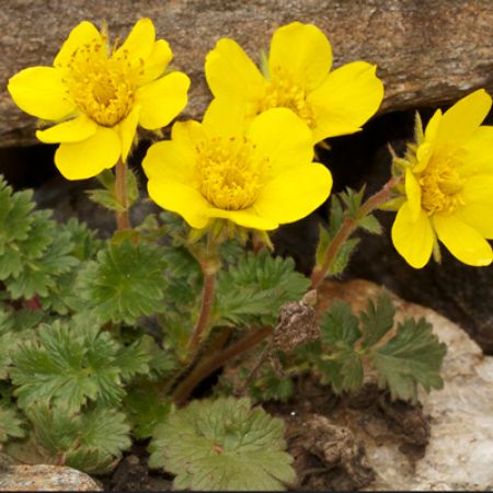 Picture for category Geum (Avens)