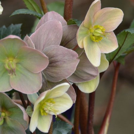 Picture for category Helleborus (Lenten Rose)