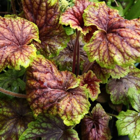 Picture for category Heucherella (Foamy Bells)