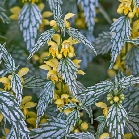 Picture for category Lamiastrum (Yellow Archangel)