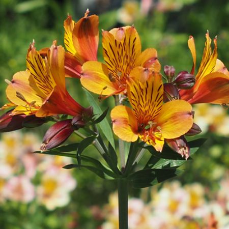 Picture for category Peruvian Lily (Lily of the Incas)