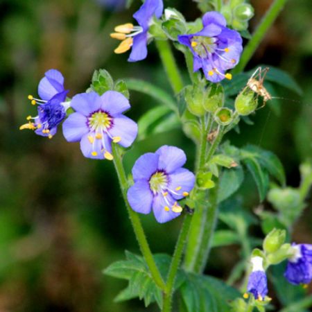 Picture for category Polemonium (Jacob's Ladder)