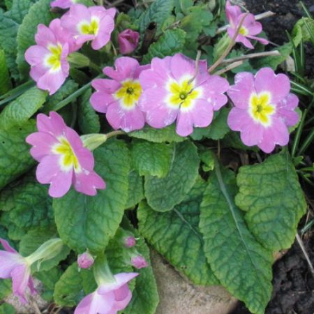 Picture for category Primula (Primrose)