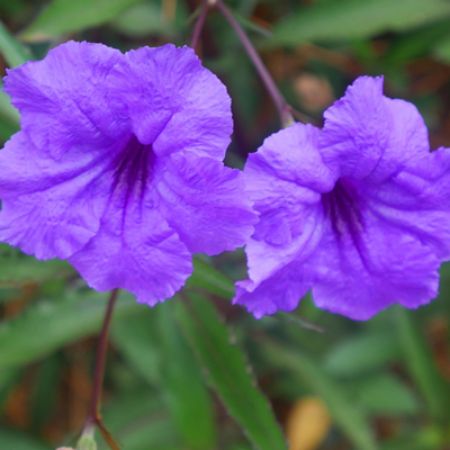 Picture for category Ruellia (Mexican Petunia)