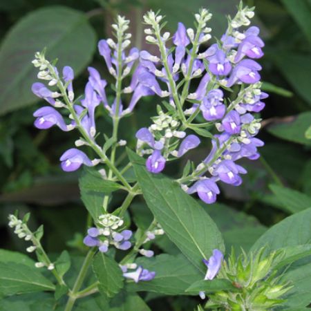 Picture for category Scutellaria (Skullcap)