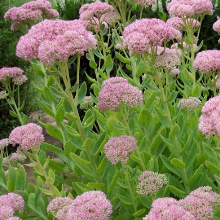 Picture for category Sedum (Stonecrop)