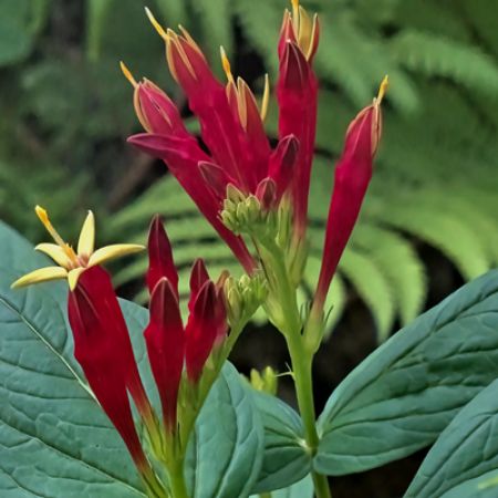 Picture for category Spigelia (Indian Pink)