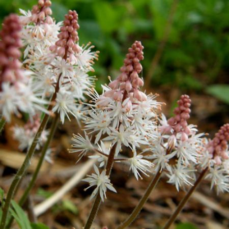 Picture for category Tiarella (Foam Flower)