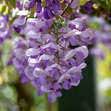 Picture for category Wisteria