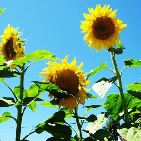 Picture for category Towering Sunflowers