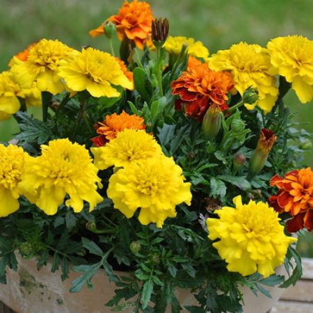 Picture for category Magical Marigolds