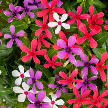 Picture for category Colorful Catharanthus