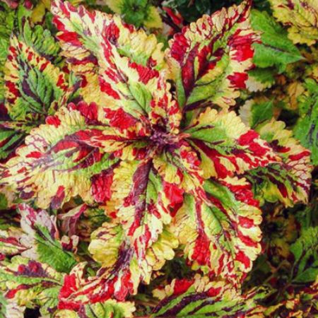 Picture for category Creative Coleus