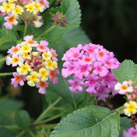 Picture for category Lovely Lantana