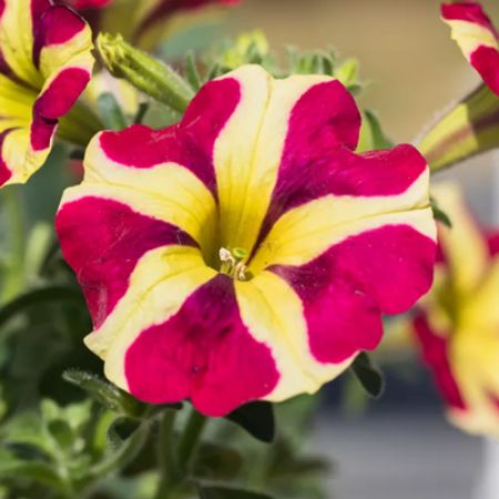 Picture for category Playful Petunias