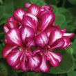 Picture of Ivy League® Burgundy  Bicolor Geranium Plant