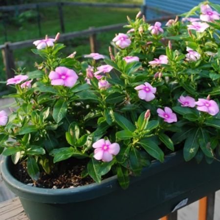 Picture for category Vibrant Vinca