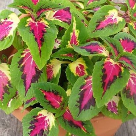 Picture for category Colorful Coleus