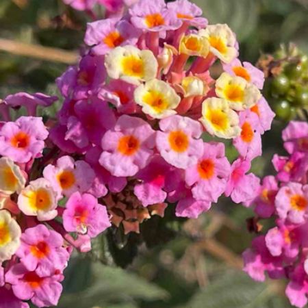 Picture for category Sunburst Lantana