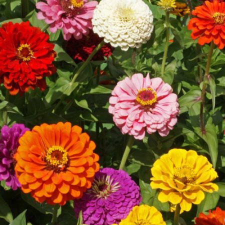 Picture for category Rainbow Zinnias