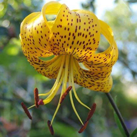 Picture of Leichtlinii Lily Plant