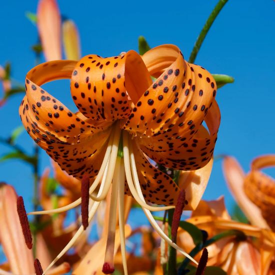 Picture of Orange Tiger Lily Plant