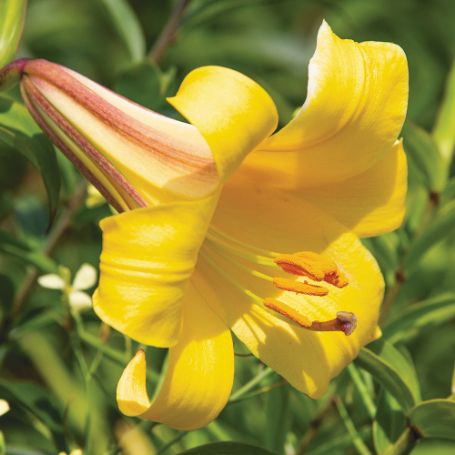 Picture of  Golden Splendor Lily Plant