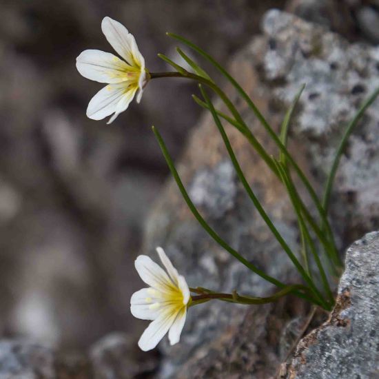 Picture of Snowdon Lily Plant