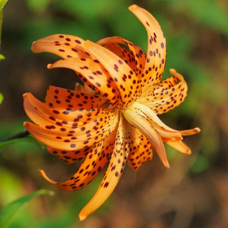 Picture of Flore Pleno Lily Plant