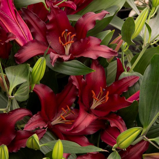 Picture of Firebolt Lily Plant