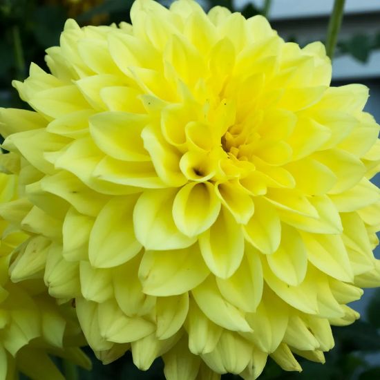 Picture of Serenade Dahlia Plant