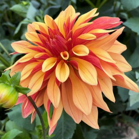 Picture of  French Cancan Dahlia Plant