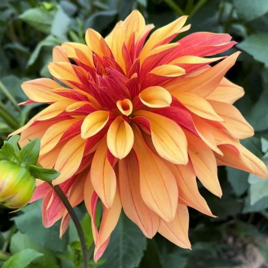 Picture of  French Cancan Dahlia Plant